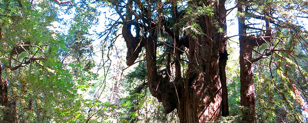 california-coast-redwood uprava-min